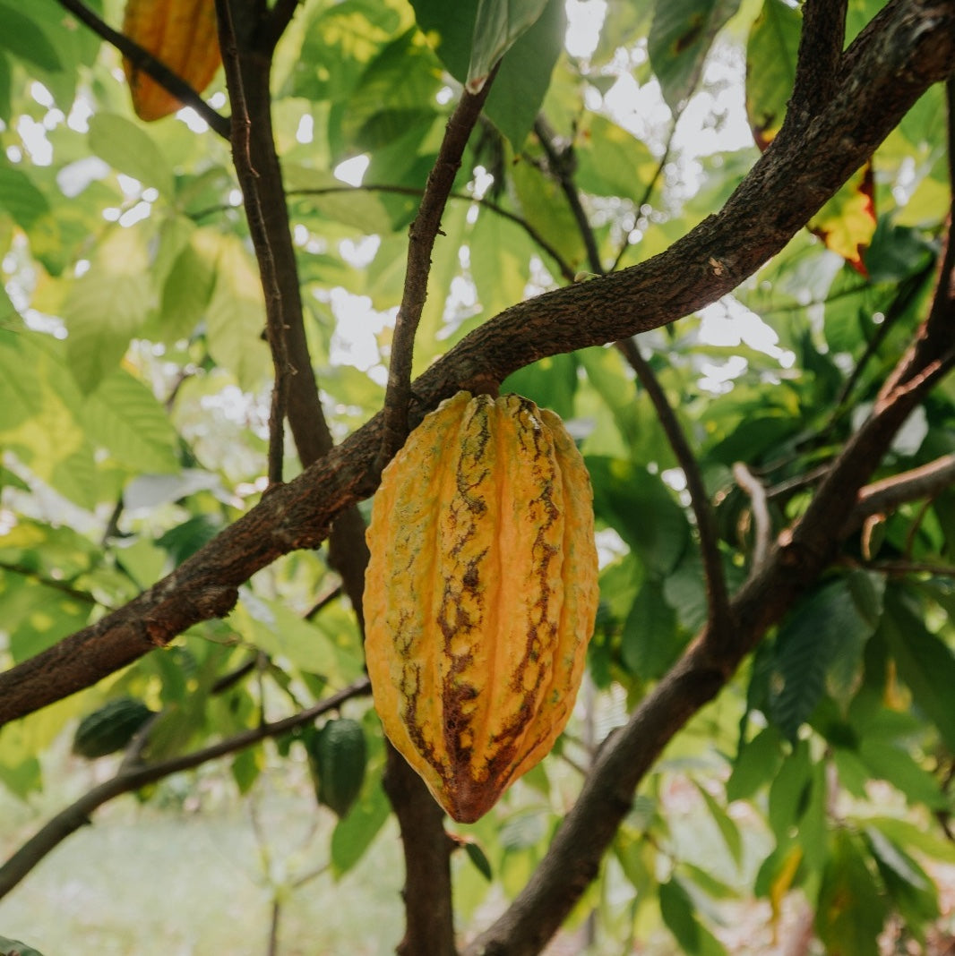 Crystal Cacao® – 28 Tage Fokus