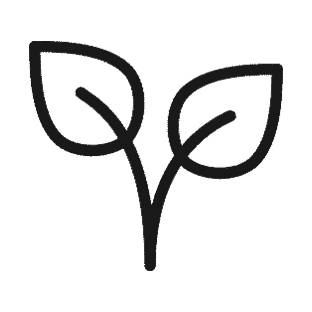 Zeichnung von einer Pflanze